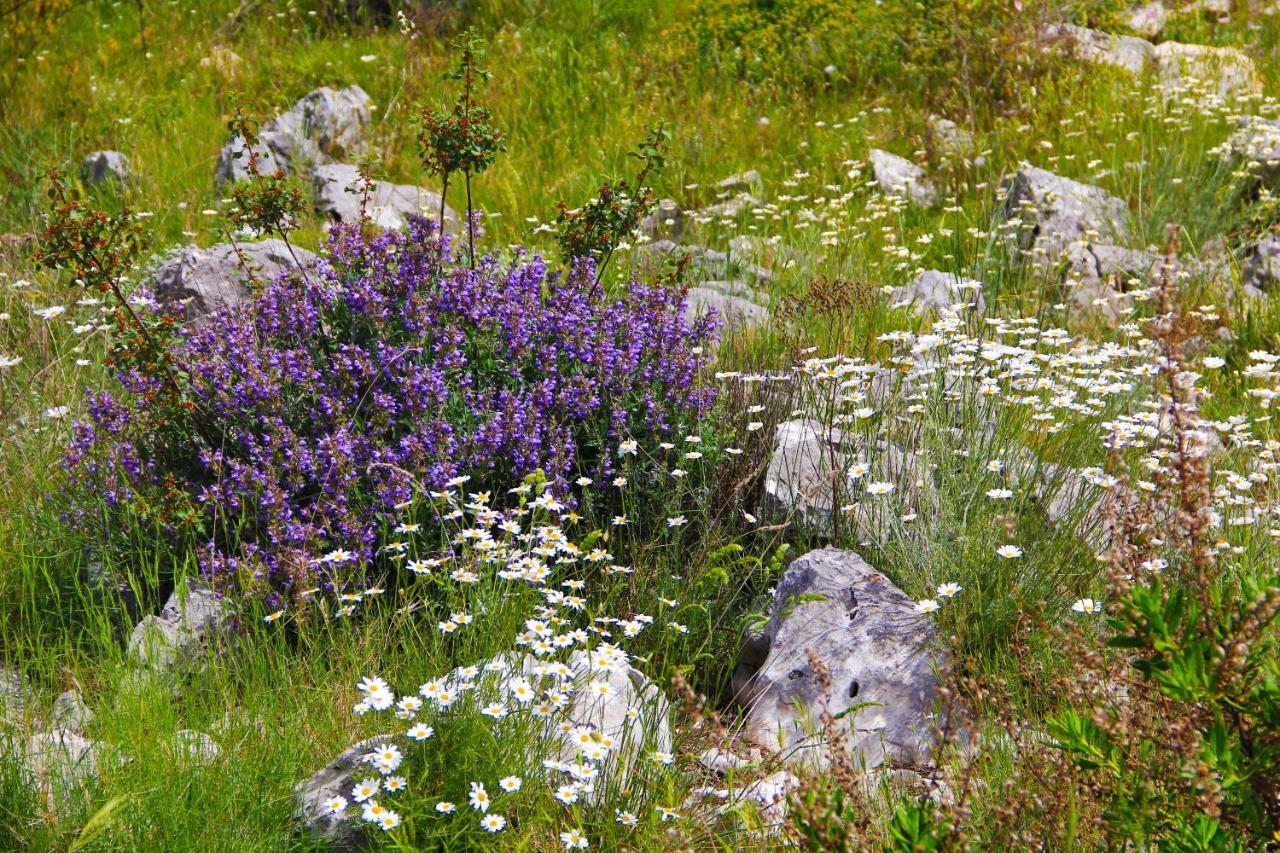 Villa Zlatno Sunce In The Hills Near Trogir Vrsine Dış mekan fotoğraf